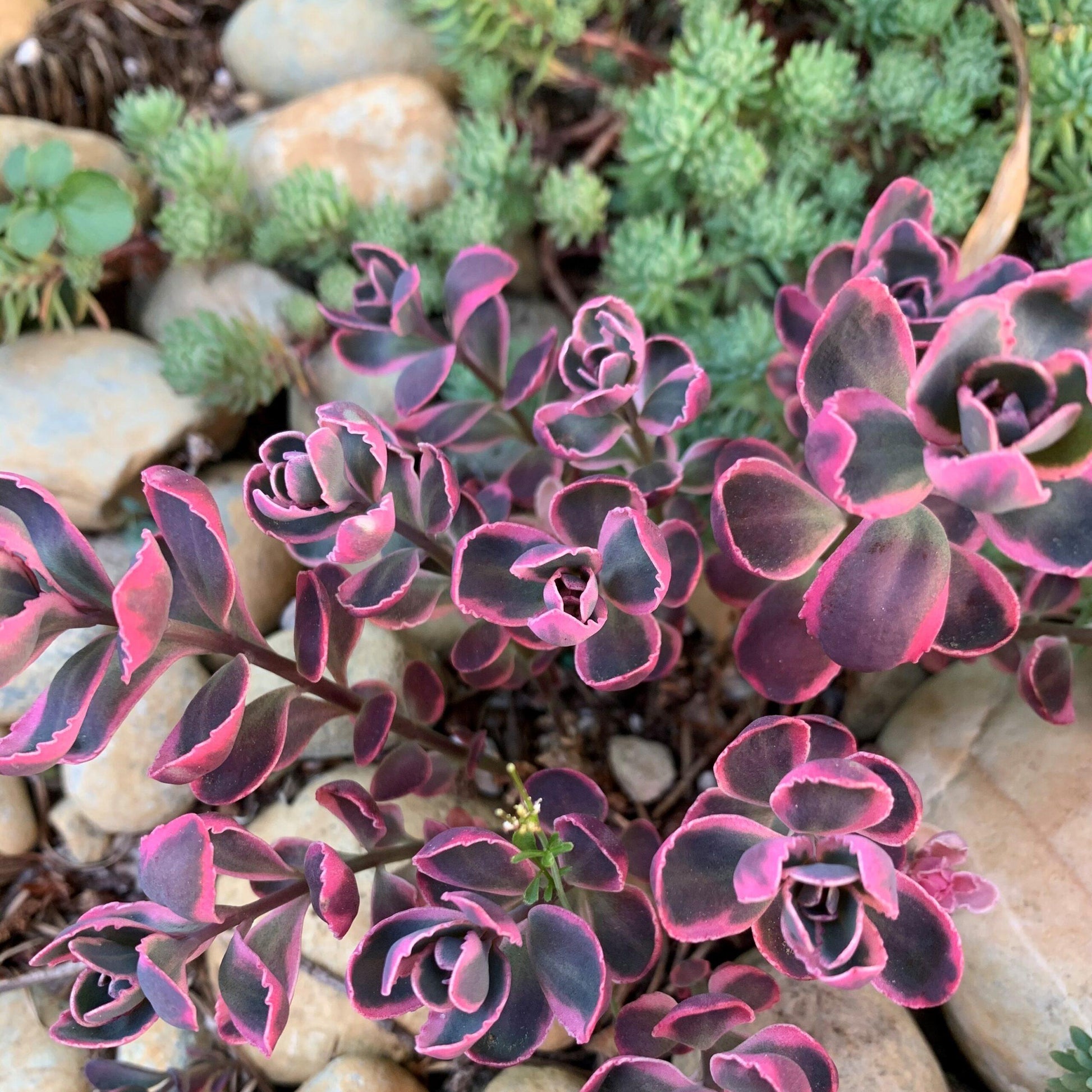 G6408 Sedum Sunsparkler Dream Dazzler 9 E9a6bffe Edcf 4682 Bd3b 1a439b4f329e from www redcrocus com