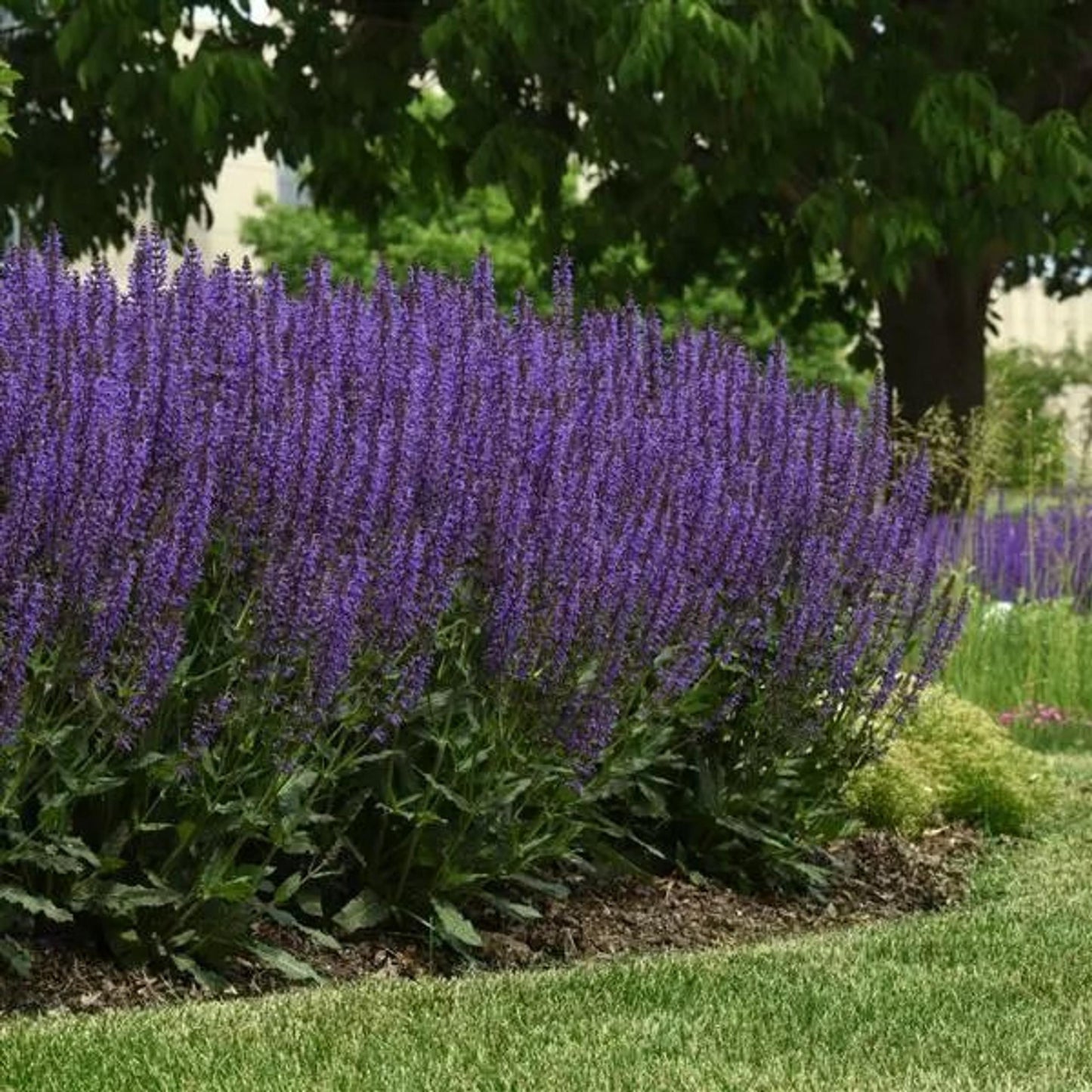 G6419 Salvia Nemorosa Blue By You 10 D65c897d F02e 4c6d 95b7 Df3af71867fb from www redcrocus com
