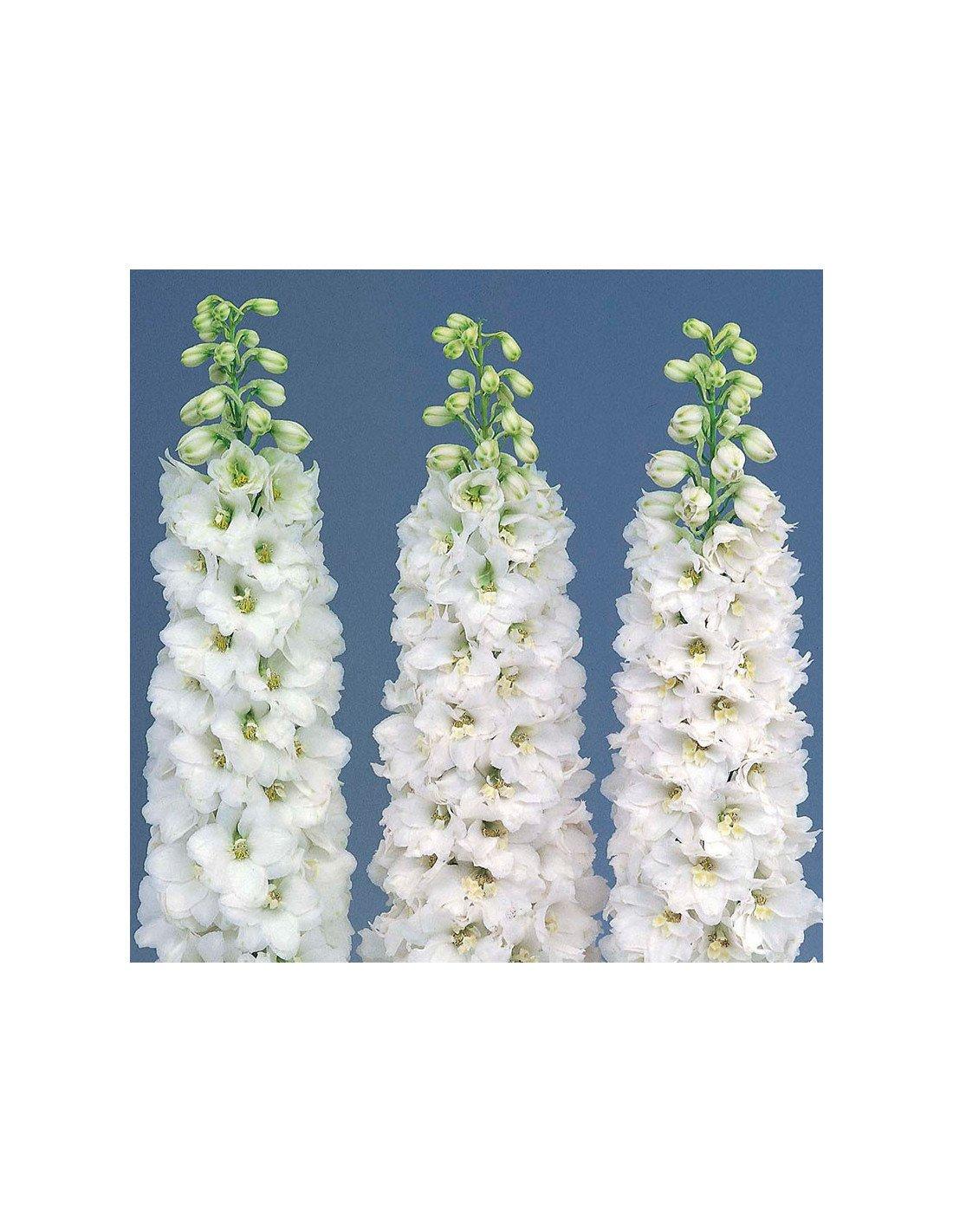 G6442 Delphinium Assorted 11 4321d0ef 20ee 4e7a A784 4ec03ed96a44 from www redcrocus com