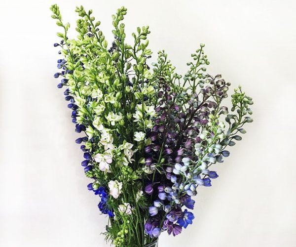 G6442 Delphinium Assorted - View 14 from www redcrocus com
