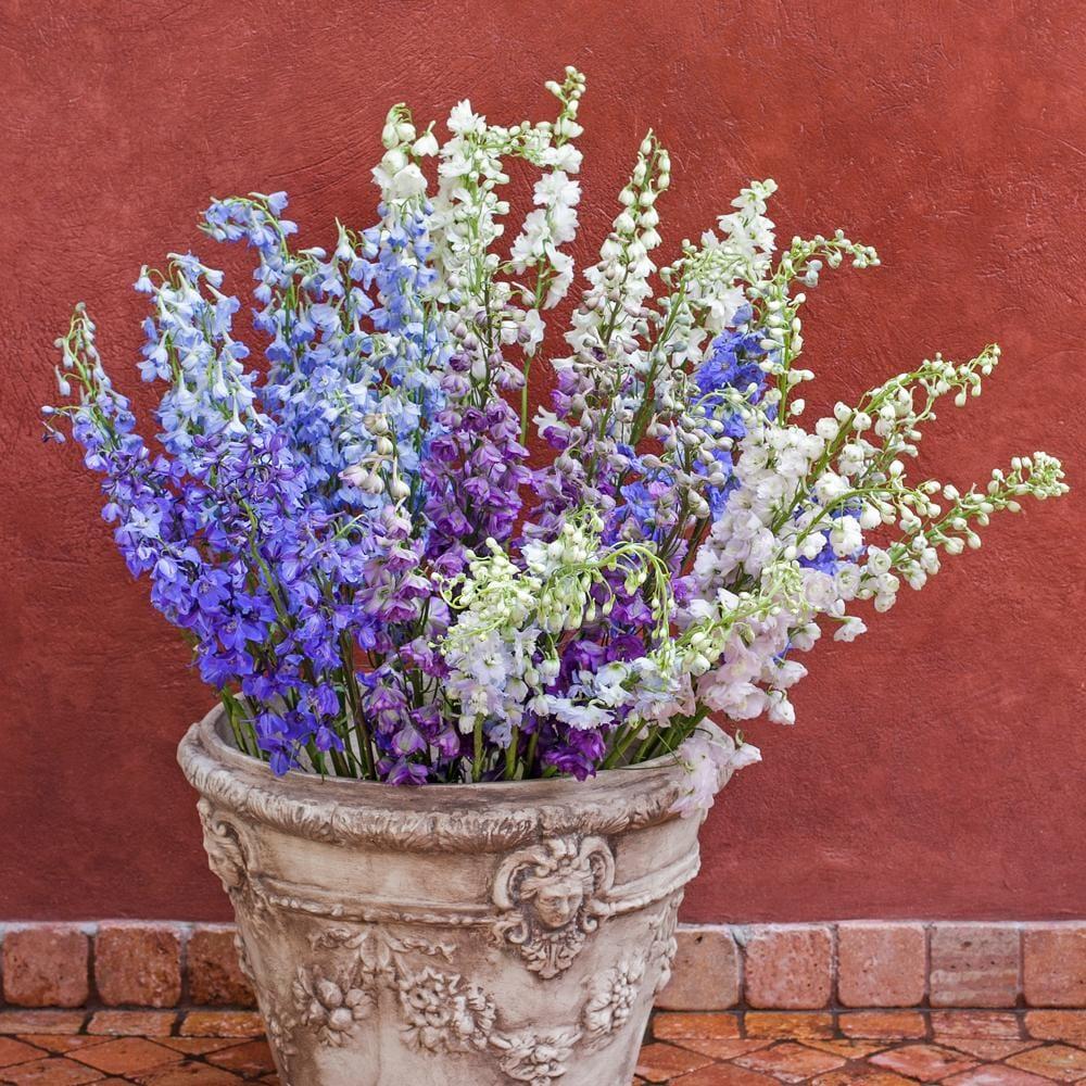 G6442 Delphinium Assorted 15 807613c9 525d 4a96 9463 2de54bb94dcd from www redcrocus com