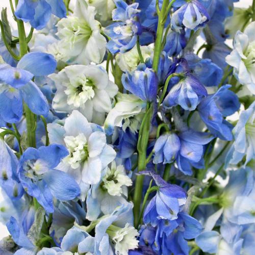 G6442 Delphinium Assorted - View 17 from www redcrocus com