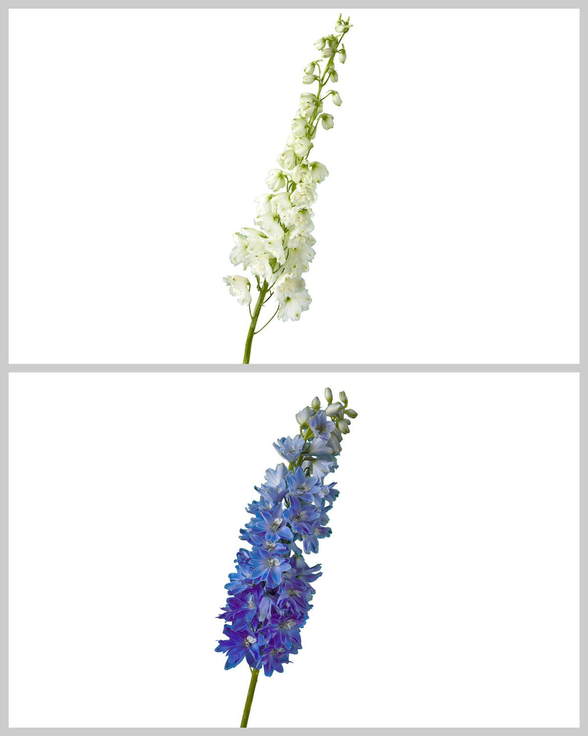 G6442 Delphinium Assorted - View 18 from www redcrocus com