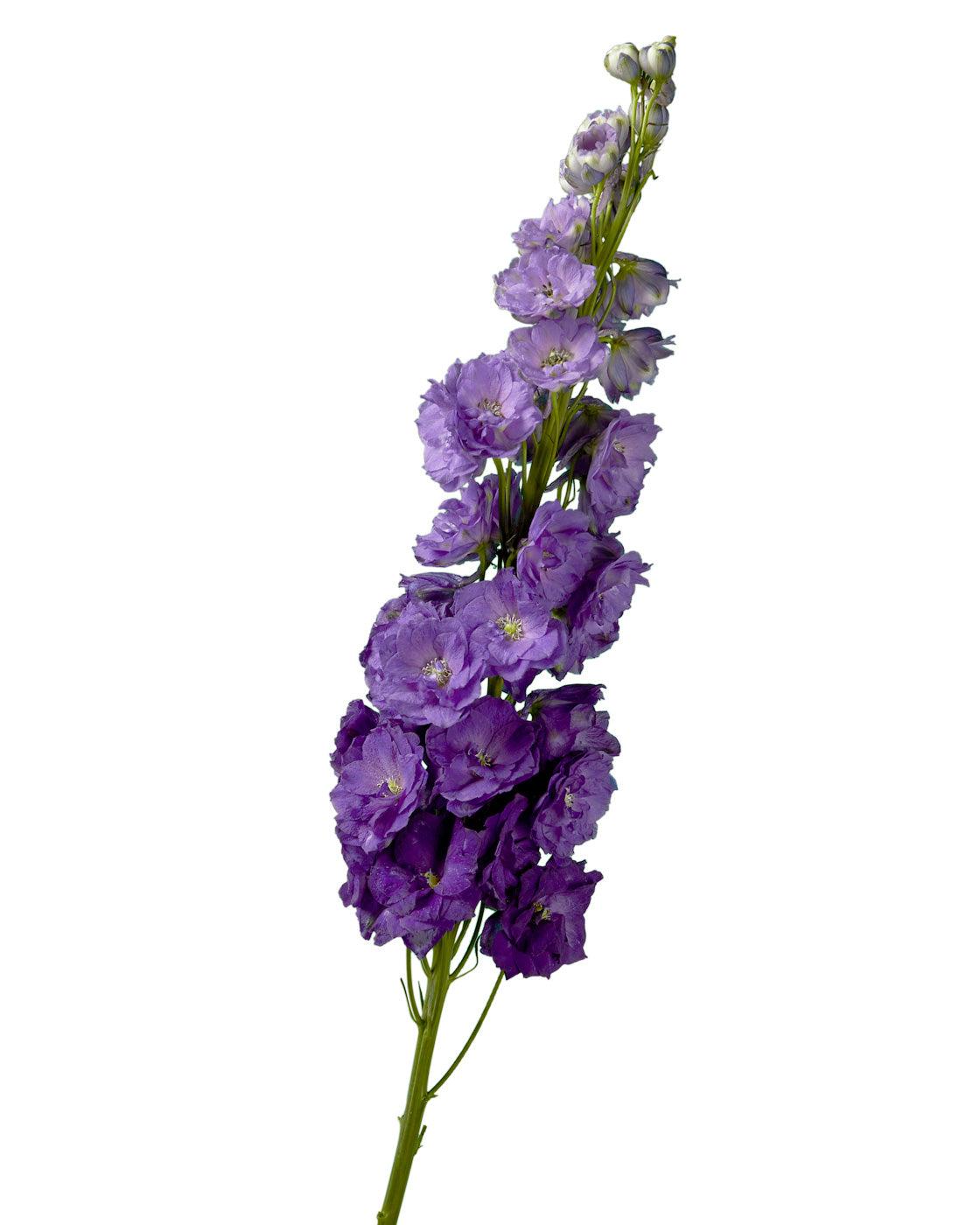 G6442 Delphinium Assorted - View 19 from www redcrocus com