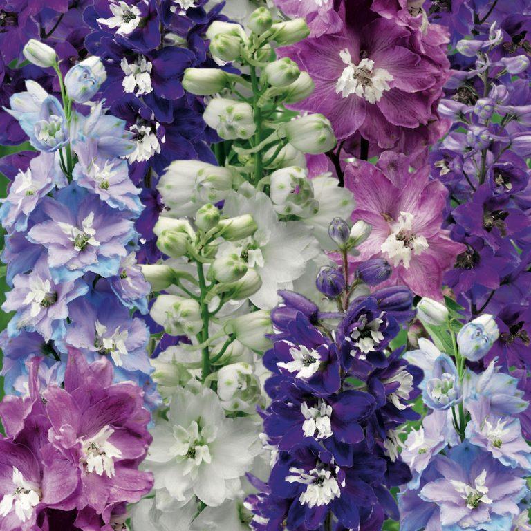 G6442 Delphinium Assorted 1 67d5b219 4acd 4b61 Bd12 4925349b7c7e from www redcrocus com