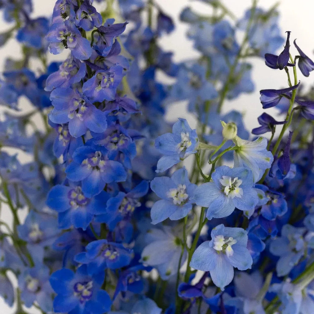 G6442 Delphinium Assorted - View 3 from www redcrocus com