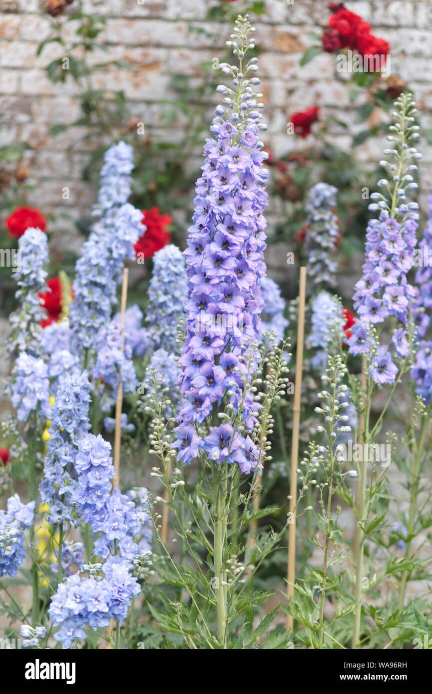 G6442 Delphinium Assorted - View 4 from www redcrocus com