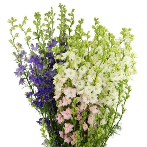 G6442 Delphinium Assorted - View 9 from www redcrocus com