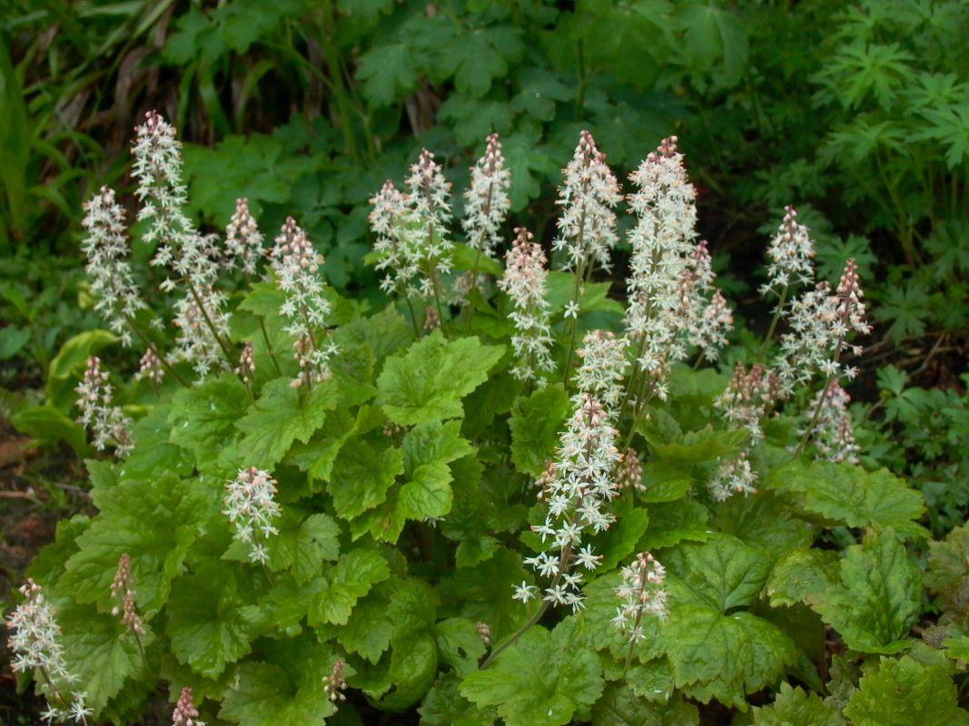 G6462 Tiarella Cordifolia 10 E70f5526 7a3f 4226 8158 E7e47f4faa2f from www redcrocus com