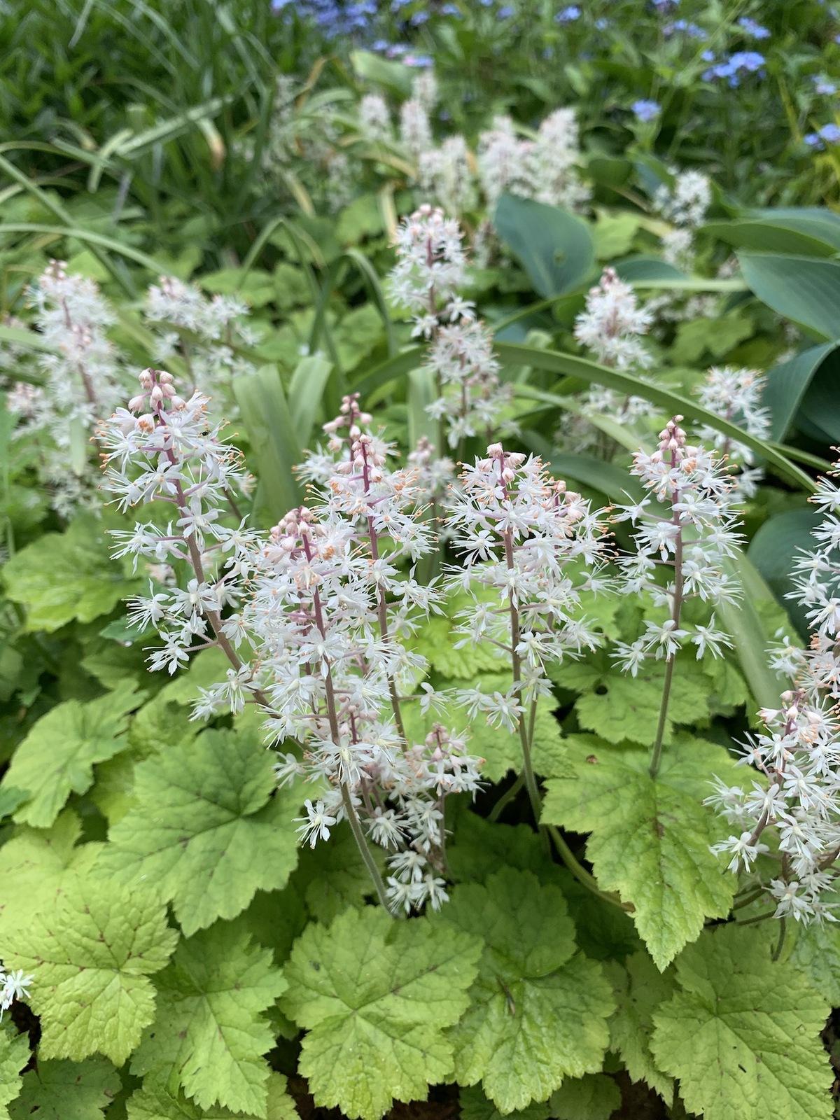 G6462 Tiarella Cordifolia 11 4b7bc069 E353 40b5 81fb 06ca2a9d7030 from www redcrocus com