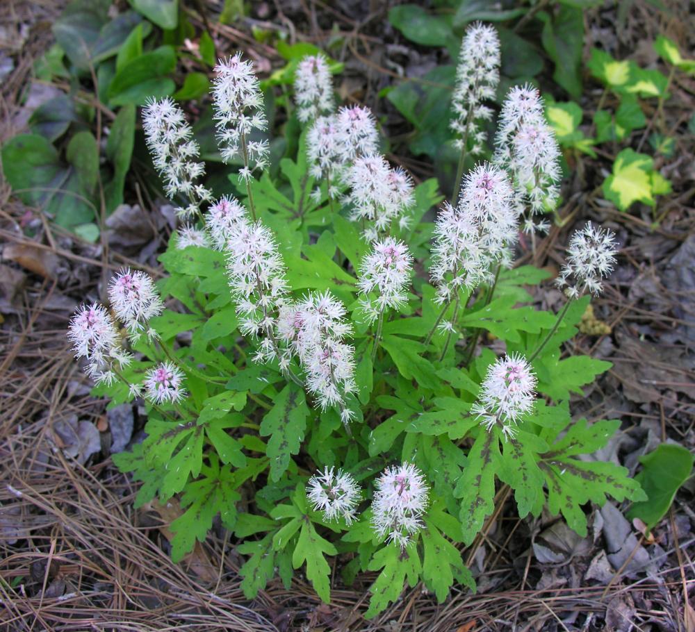 G6462 Tiarella Cordifolia 13 8d06092e 2eef 4f1b A7d3 7058a7f29d4e from www redcrocus com