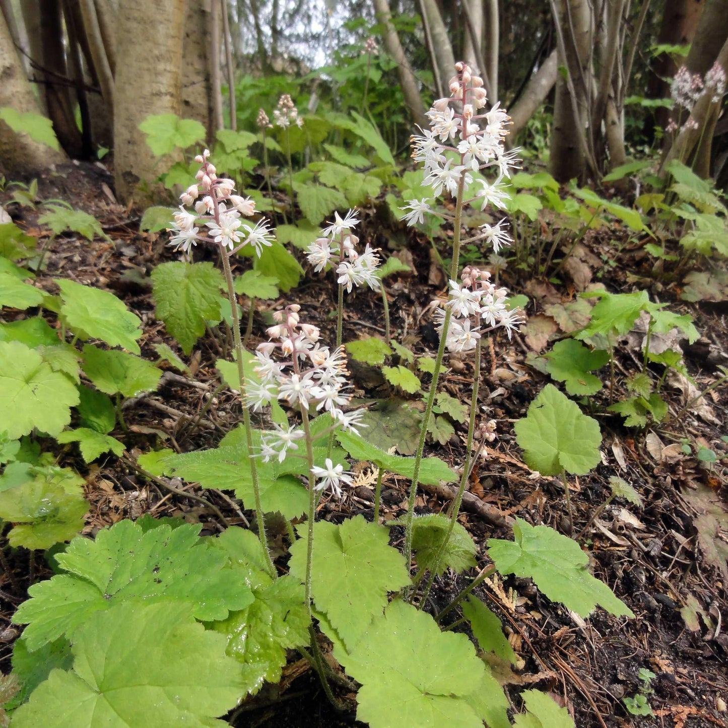 G6462 Tiarella Cordifolia 14 Efbbbf1b 43db 43c0 9b82 0d337cf9825e from www redcrocus com