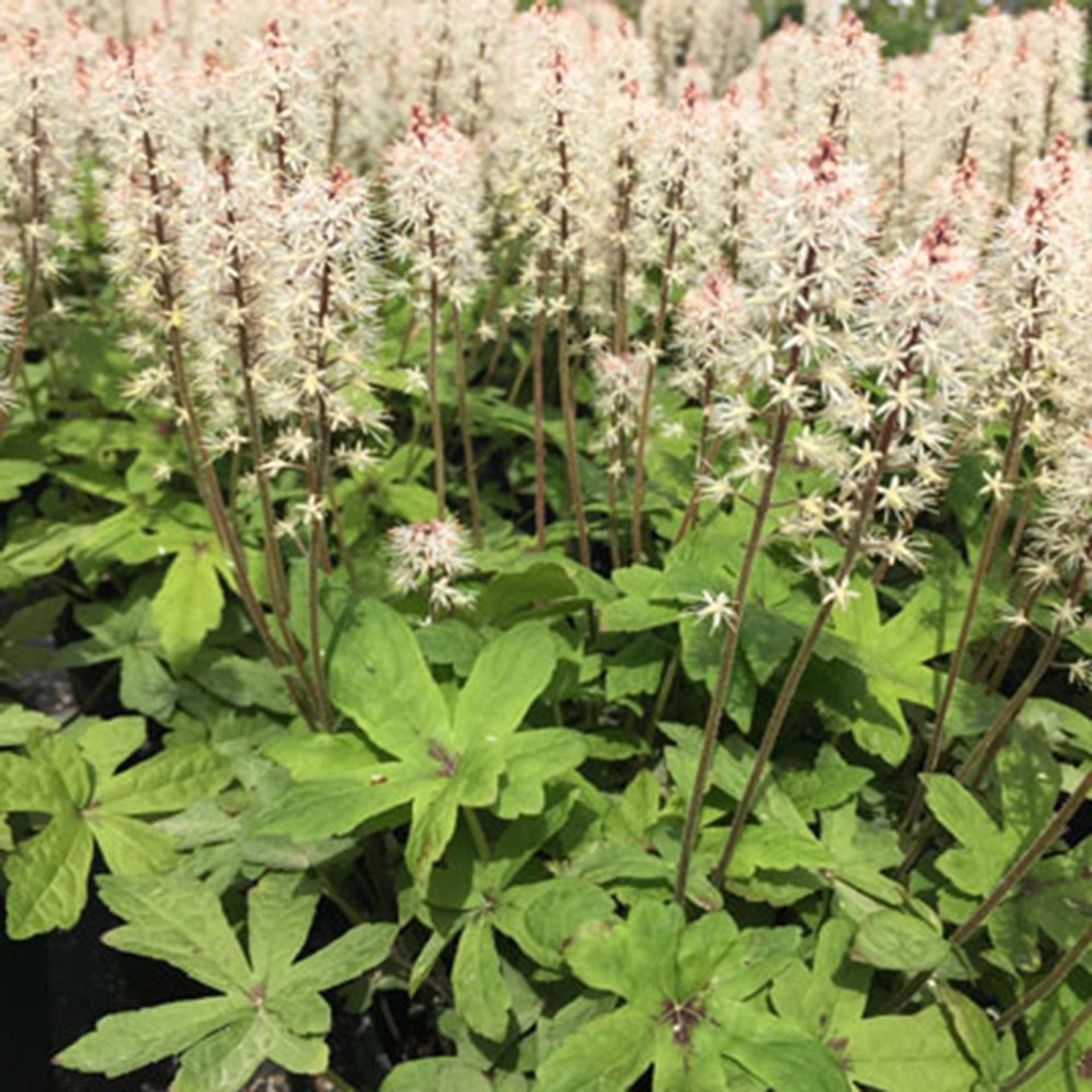 G6462 Tiarella Cordifolia 15 D4f3e7c4 845f 4b0a Bd47 8e4dd138f113 from www redcrocus com