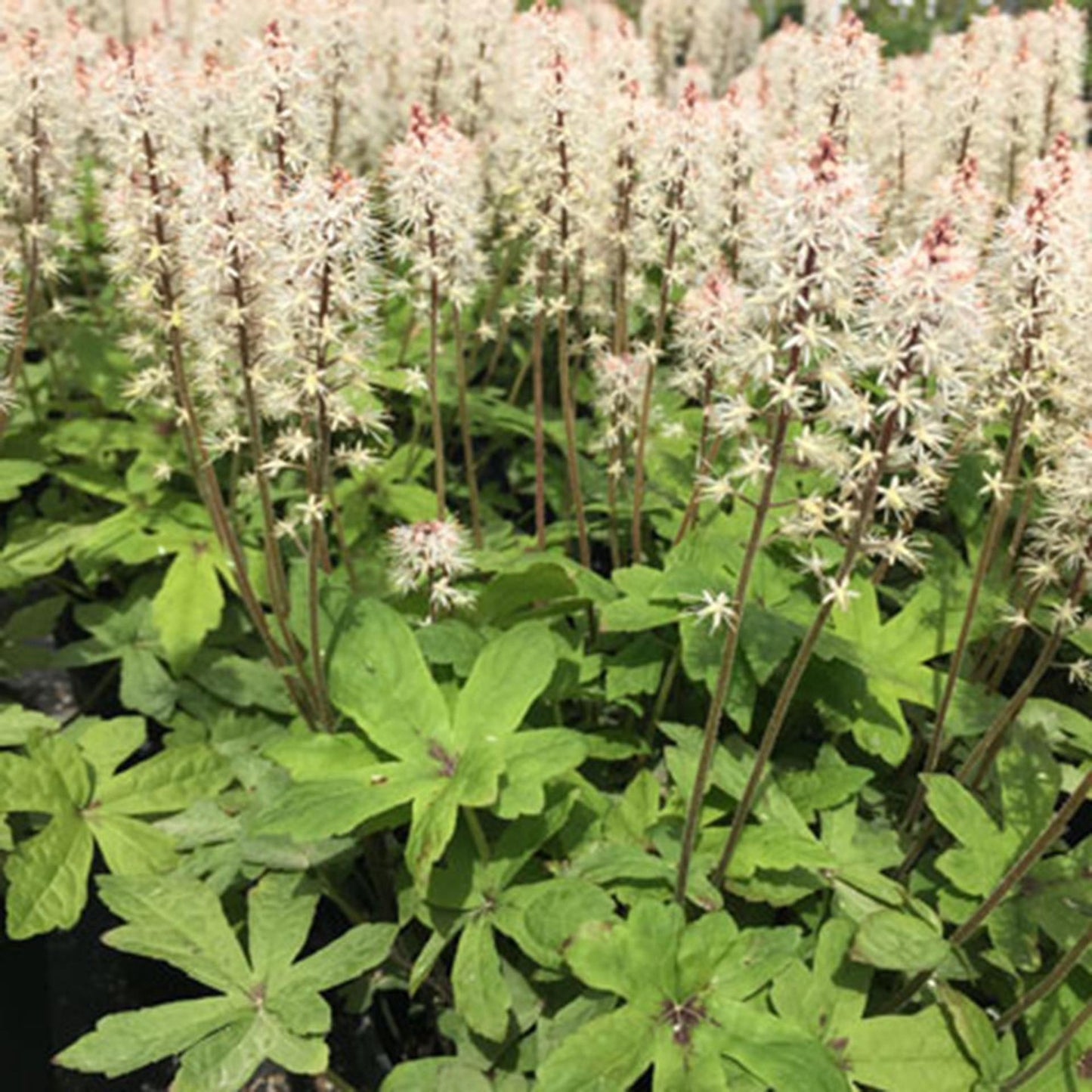 G6462 Tiarella Cordifolia 15 D4f3e7c4 845f 4b0a Bd47 8e4dd138f113 from www redcrocus com