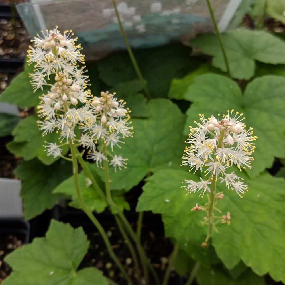 G6462 Tiarella Cordifolia 16 Fa69bd4d 3580 4ddd 827f 89f9dda658cc from www redcrocus com