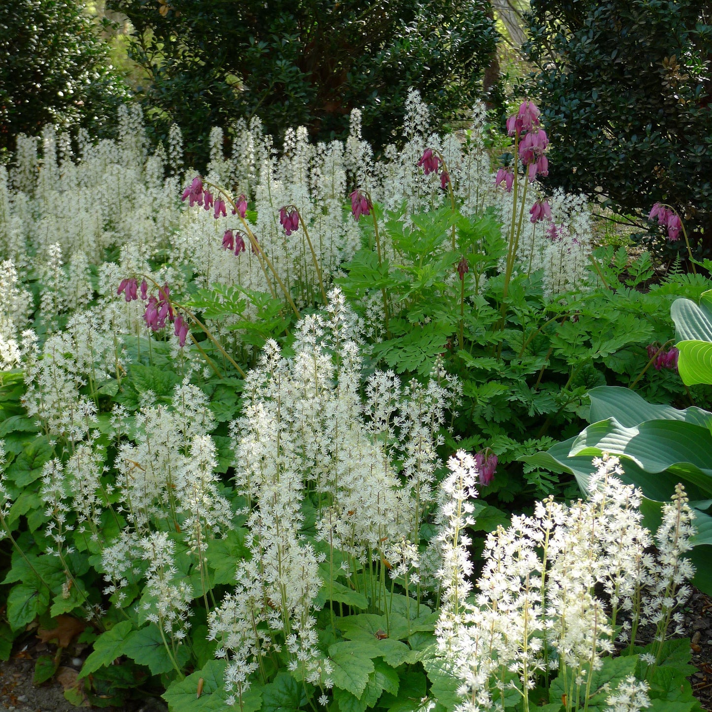 G6462 Tiarella Cordifolia 17 1ccf5f82 16fe 4579 94de Bf4863bf5937 from www redcrocus com