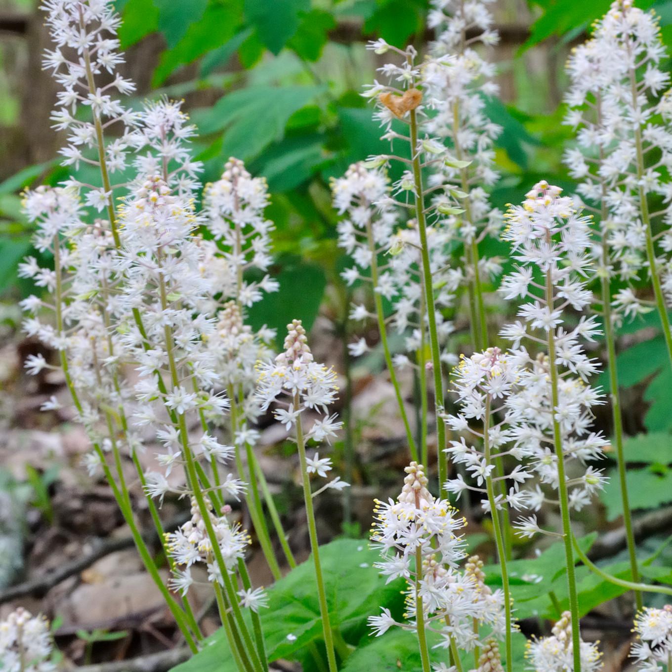 G6462 Tiarella Cordifolia 18 F87c5785 6030 447c A7bc B8518e9b83c7 from www redcrocus com