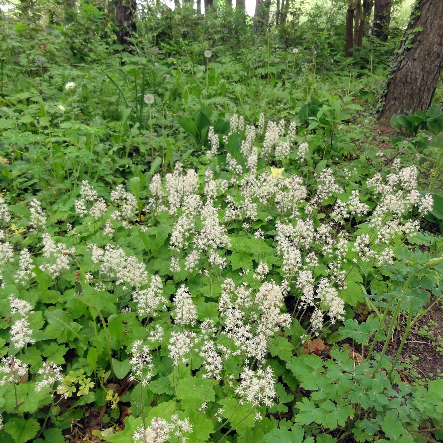G6462 Tiarella Cordifolia 1 1ceb060b 38c9 4b2b B4a1 D695549291ba from www redcrocus com