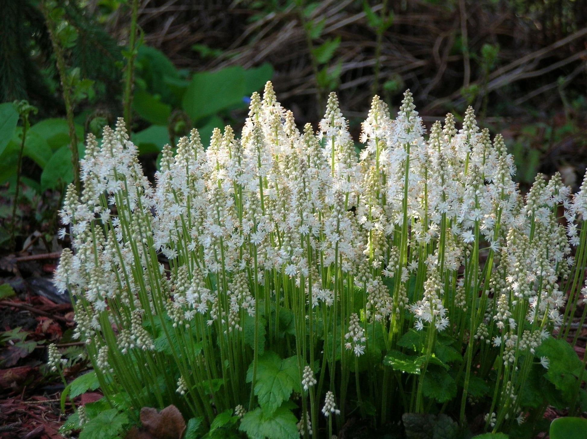 G6462 Tiarella Cordifolia 2 0422378c 7364 477d B8da 10d9b6872370 from www redcrocus com