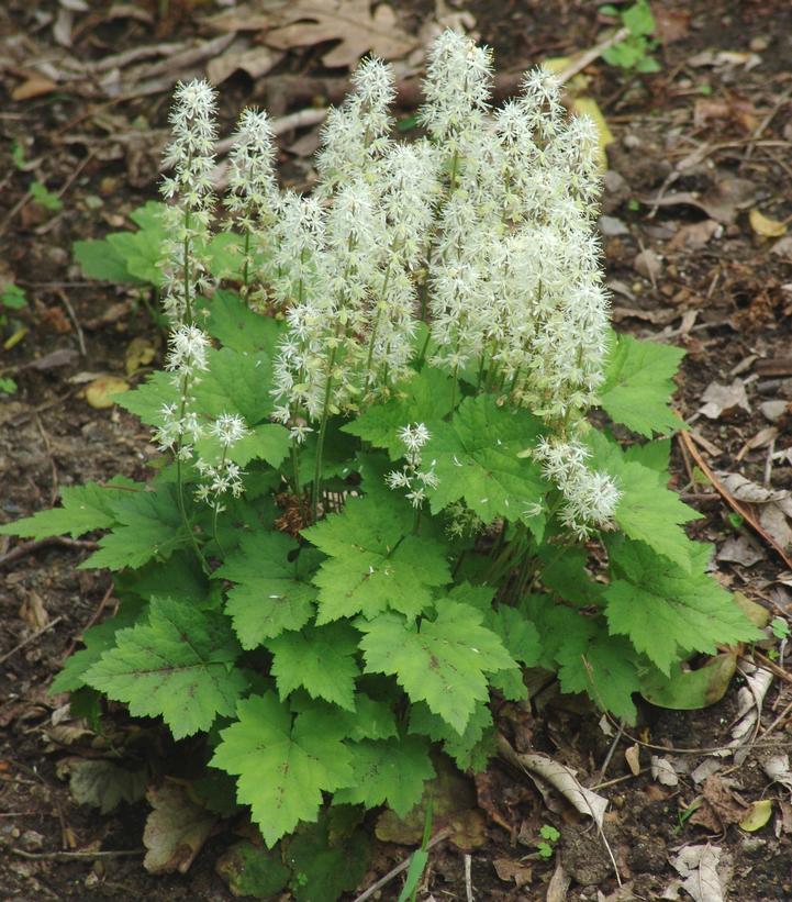 G6462 Tiarella Cordifolia - View 3 from www redcrocus com