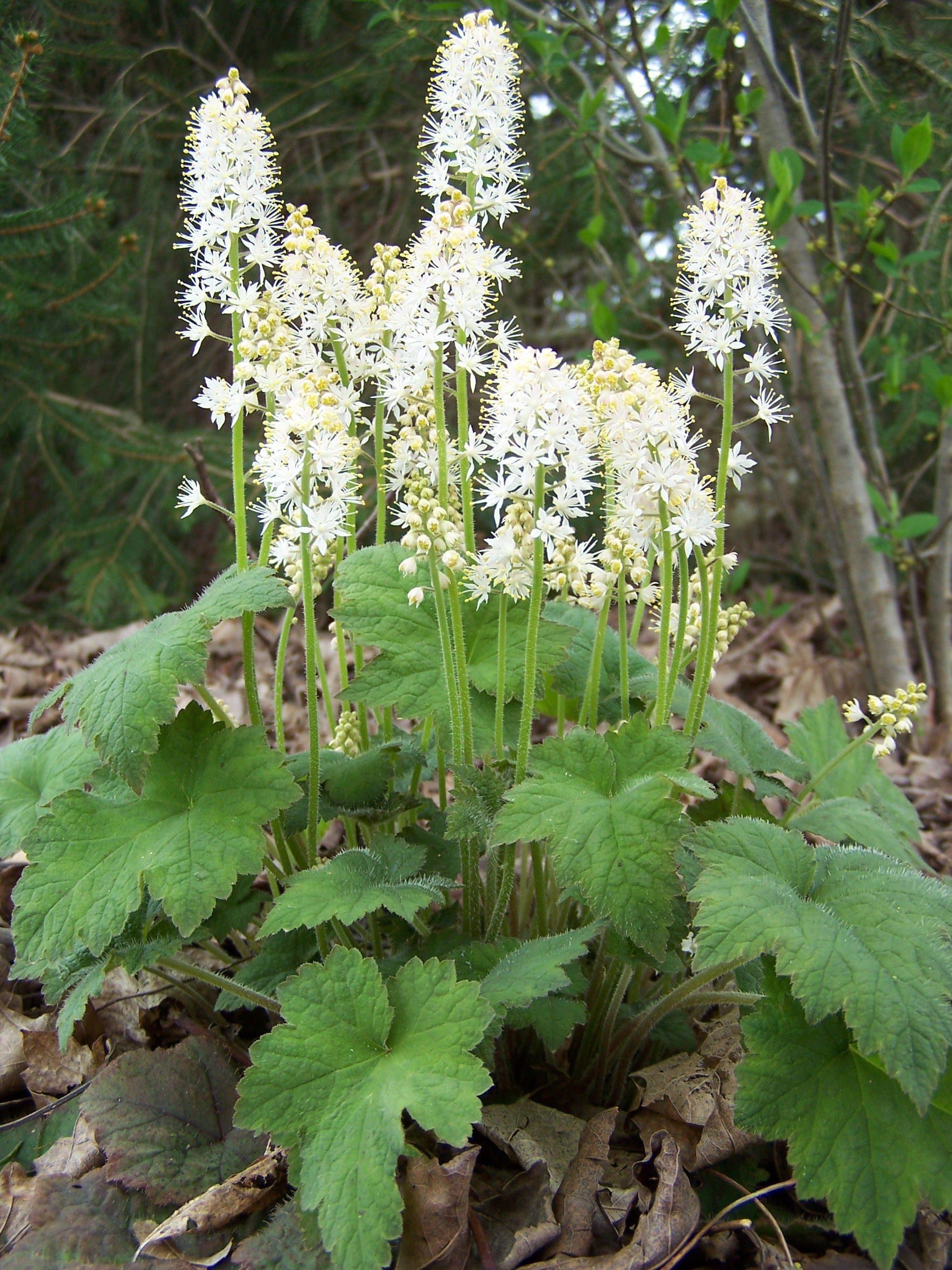 G6462 Tiarella Cordifolia 4 5c9333cc 361c 48b7 A98a Babe78b069ca from www redcrocus com