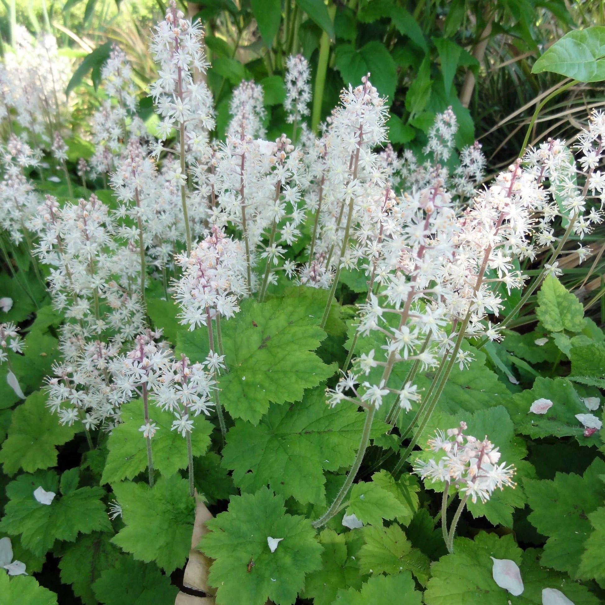 G6462 Tiarella Cordifolia - View 5 from www redcrocus com