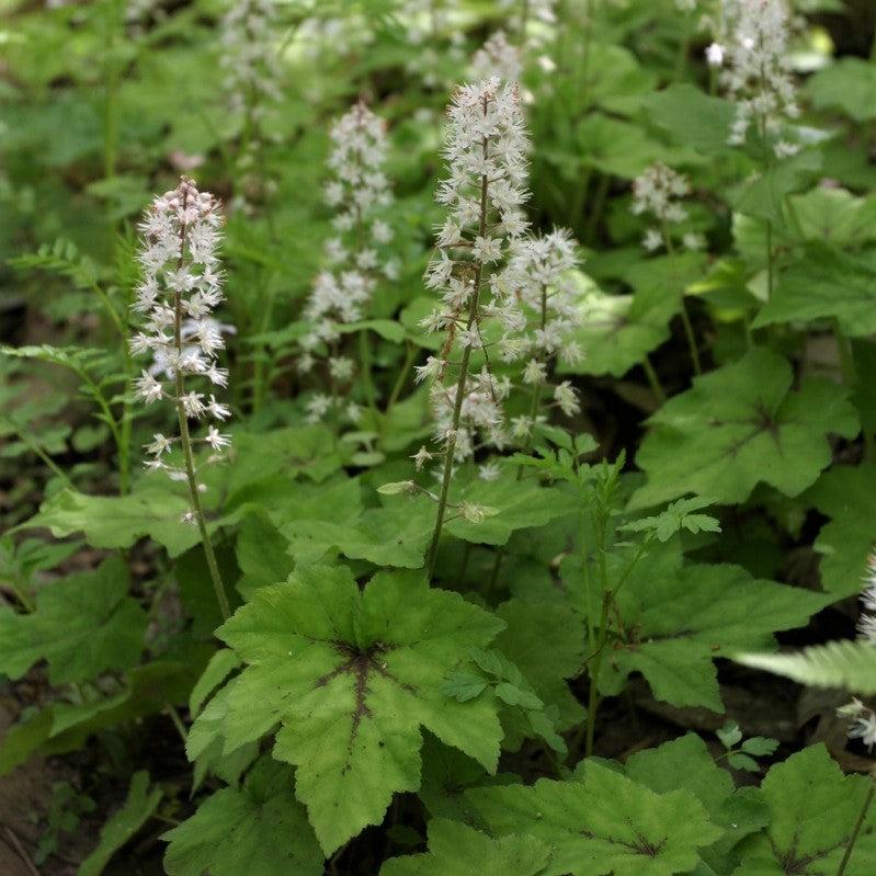G6462 Tiarella Cordifolia 6 4f9b1412 442f 4208 9ee9 1a45cf90e960 from www redcrocus com
