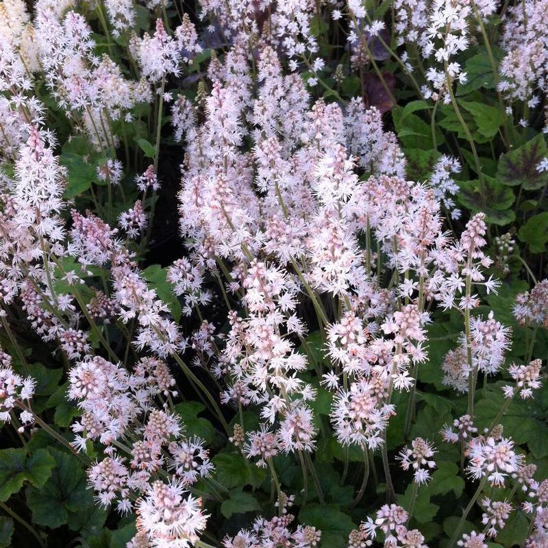 G6462 Tiarella Cordifolia 8 E183c84c 8098 4c0d 806f 7d0c551e8ef8 from www redcrocus com