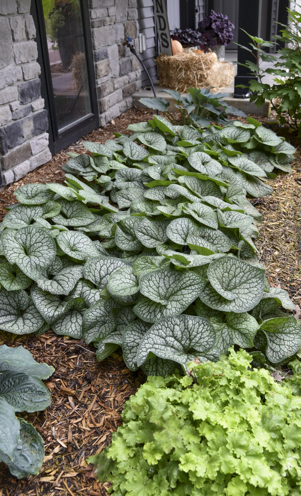 G6496 Brunnera Macrophylla 'jack Of Diamonds' - View 1 from www redcrocus com