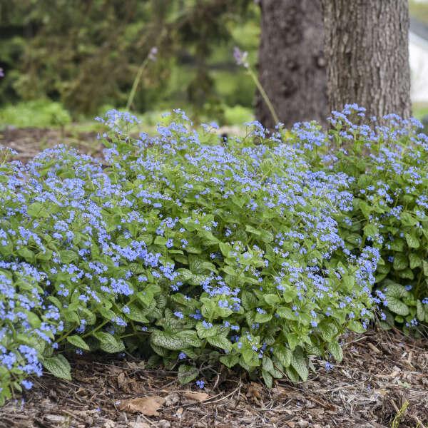 G6496 Brunnera Macrophylla 'jack Of Diamonds' - View 8 from www redcrocus com