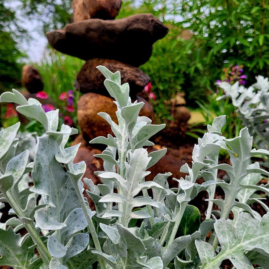 G6522 Centaurea Ragusina Silver Swirl 10 42214fb0 79d9 4250 9e5b Cf6ea146d1f5 from www redcrocus com