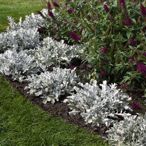 G6522 Centaurea Ragusina Silver Swirl - View 11 from www redcrocus com