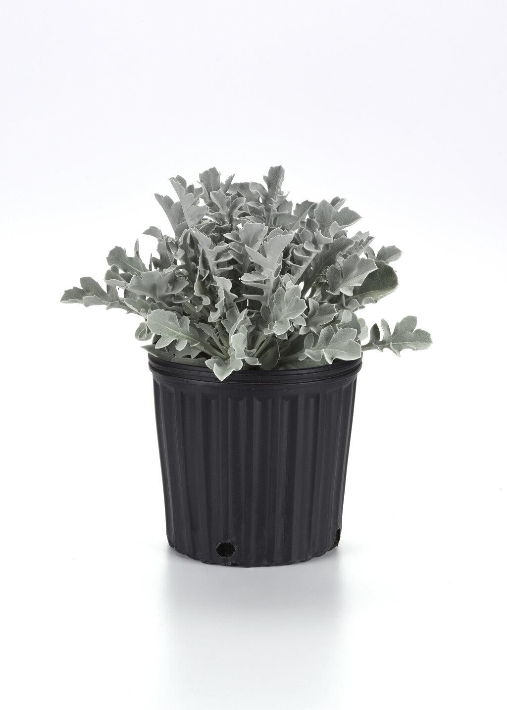 G6522 Centaurea Ragusina Silver Swirl - View 12 from www redcrocus com