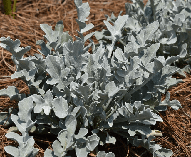 G6522 Centaurea Ragusina Silver Swirl 13 158b8f7e 1bf1 49b3 Af1a F9a6df27e32f from www redcrocus com