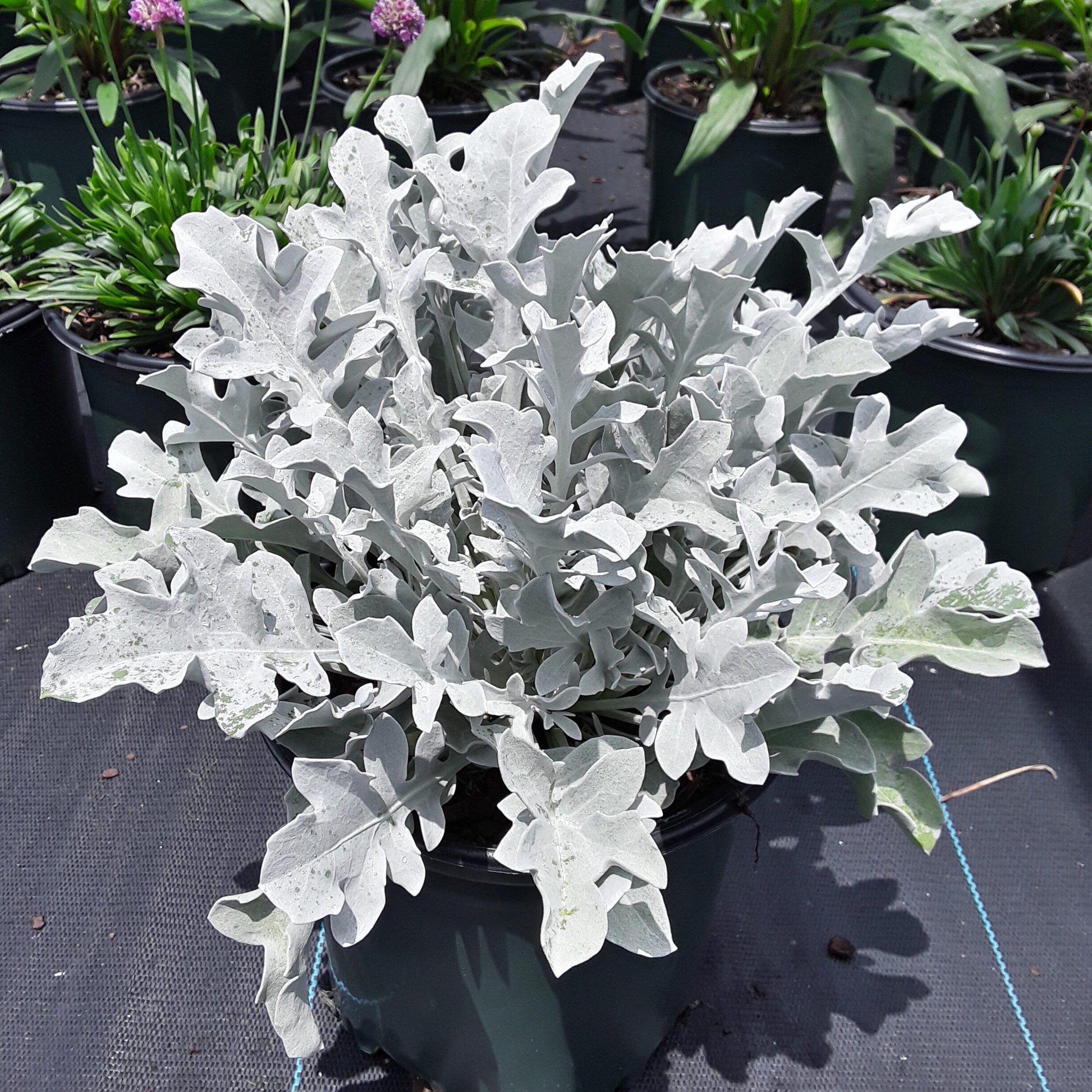 G6522 Centaurea Ragusina Silver Swirl - View 15 from www redcrocus com
