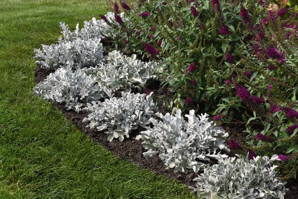 G6522 Centaurea Ragusina Silver Swirl 16 A0255c4f A2dd 490a 865f 1f999daefaf4 from www redcrocus com