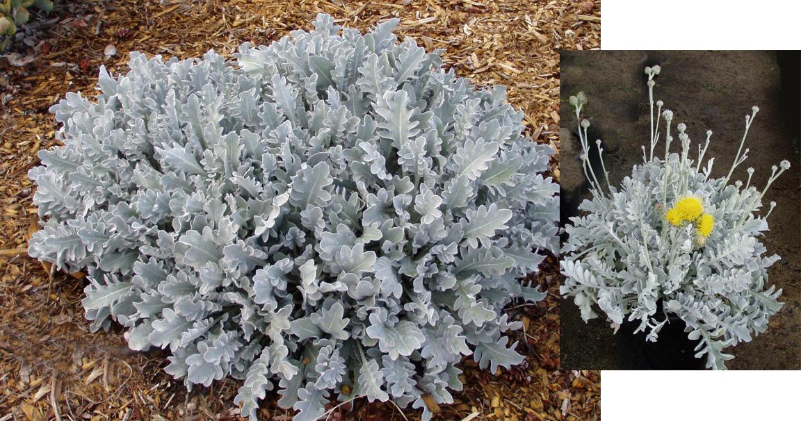 G6522 Centaurea Ragusina Silver Swirl - View 17 from www redcrocus com