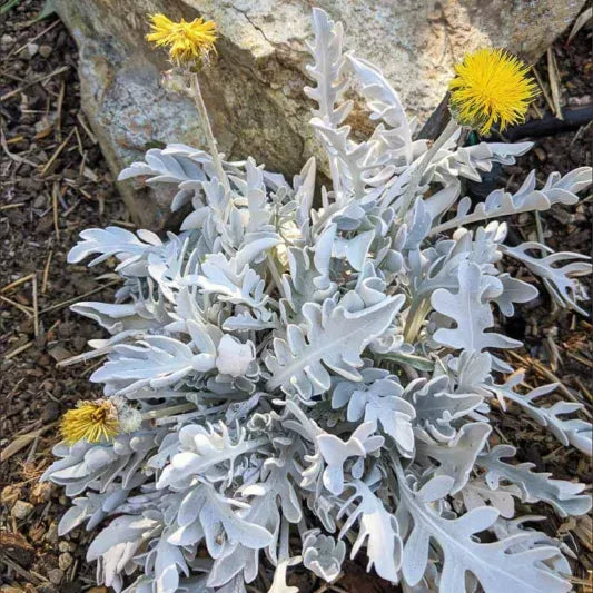 G6522 Centaurea Ragusina Silver Swirl - View 18 from www redcrocus com