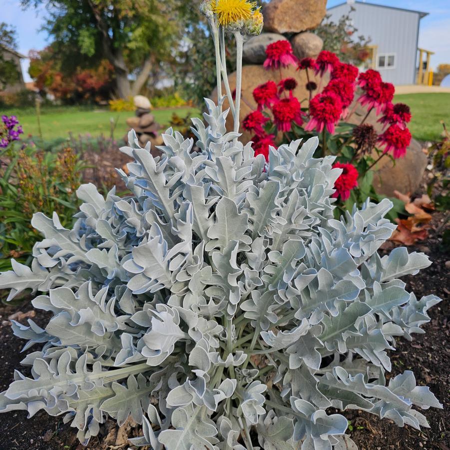 G6522 Centaurea Ragusina Silver Swirl 1 A2e93e19 E5ee 4d7a Ad8e Bbe05aab04d4 from www redcrocus com