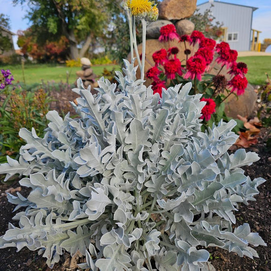 G6522 Centaurea Ragusina Silver Swirl 1 A2e93e19 E5ee 4d7a Ad8e Bbe05aab04d4 from www redcrocus com