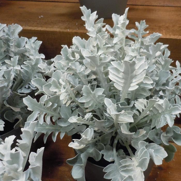 G6522 Centaurea Ragusina Silver Swirl - View 2 from www redcrocus com