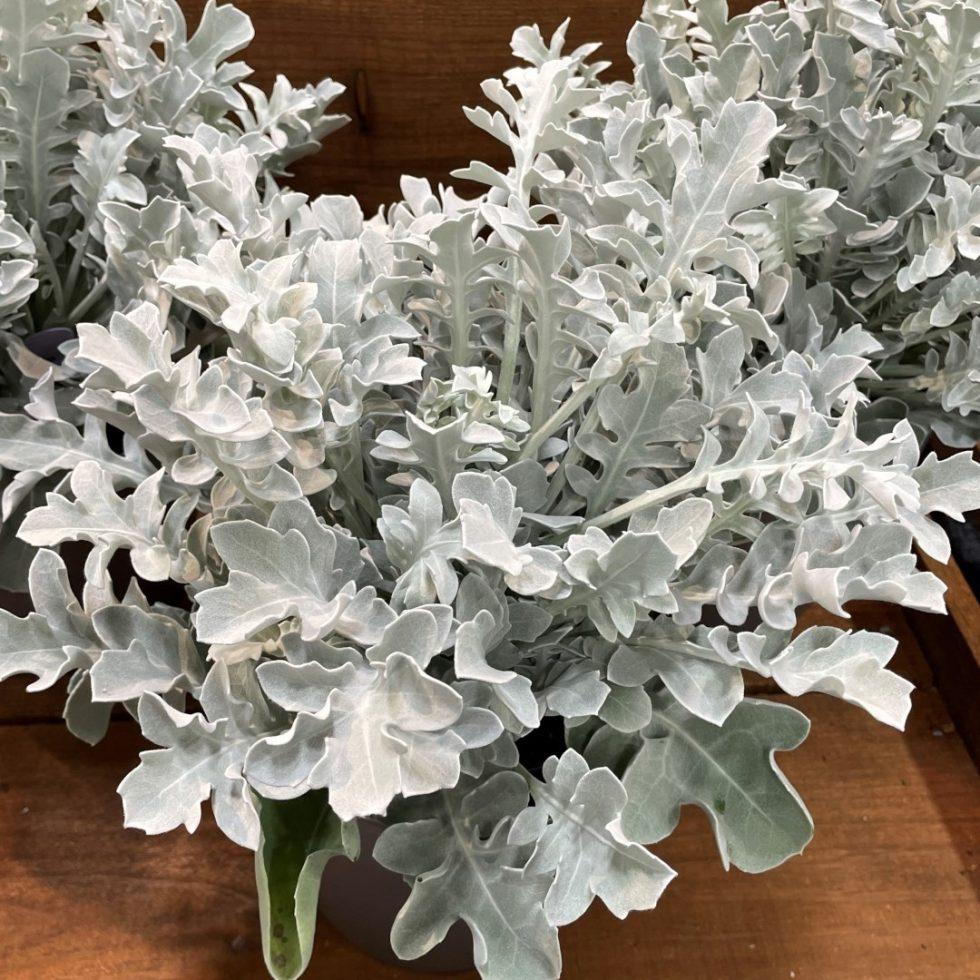 G6522 Centaurea Ragusina Silver Swirl 4 2739bbfb 6e4f 4da0 9694 D9041cd66513 from www redcrocus com