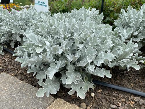 G6522 Centaurea Ragusina Silver Swirl - View 5 from www redcrocus com