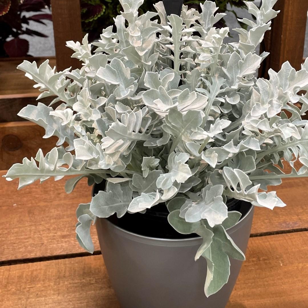 G6522 Centaurea Ragusina Silver Swirl 6 C9de0325 B4d6 4c54 8ac5 C33c1246e289 from www redcrocus com