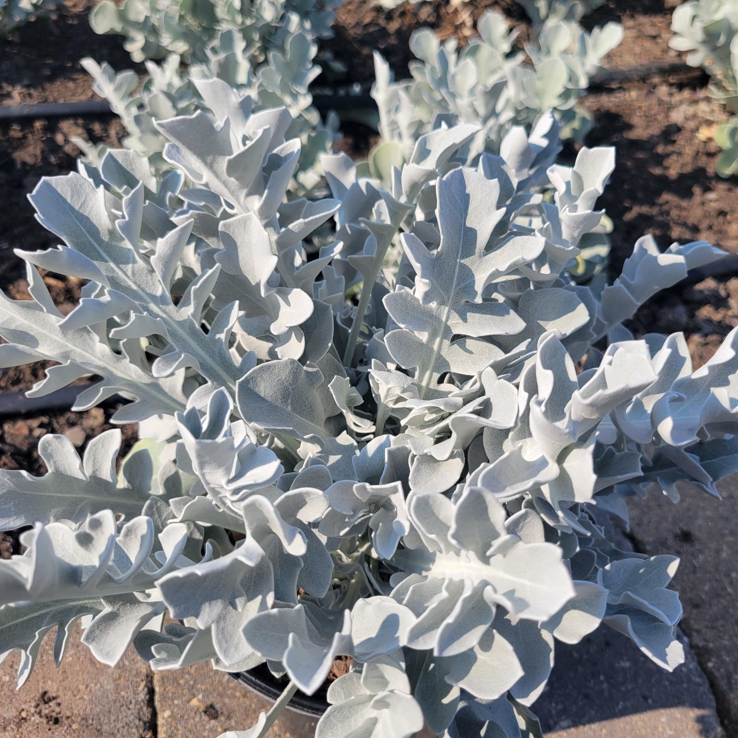 G6522 Centaurea Ragusina Silver Swirl 7 1ba35980 Dedb 484b Ba11 F39957e98399 from www redcrocus com