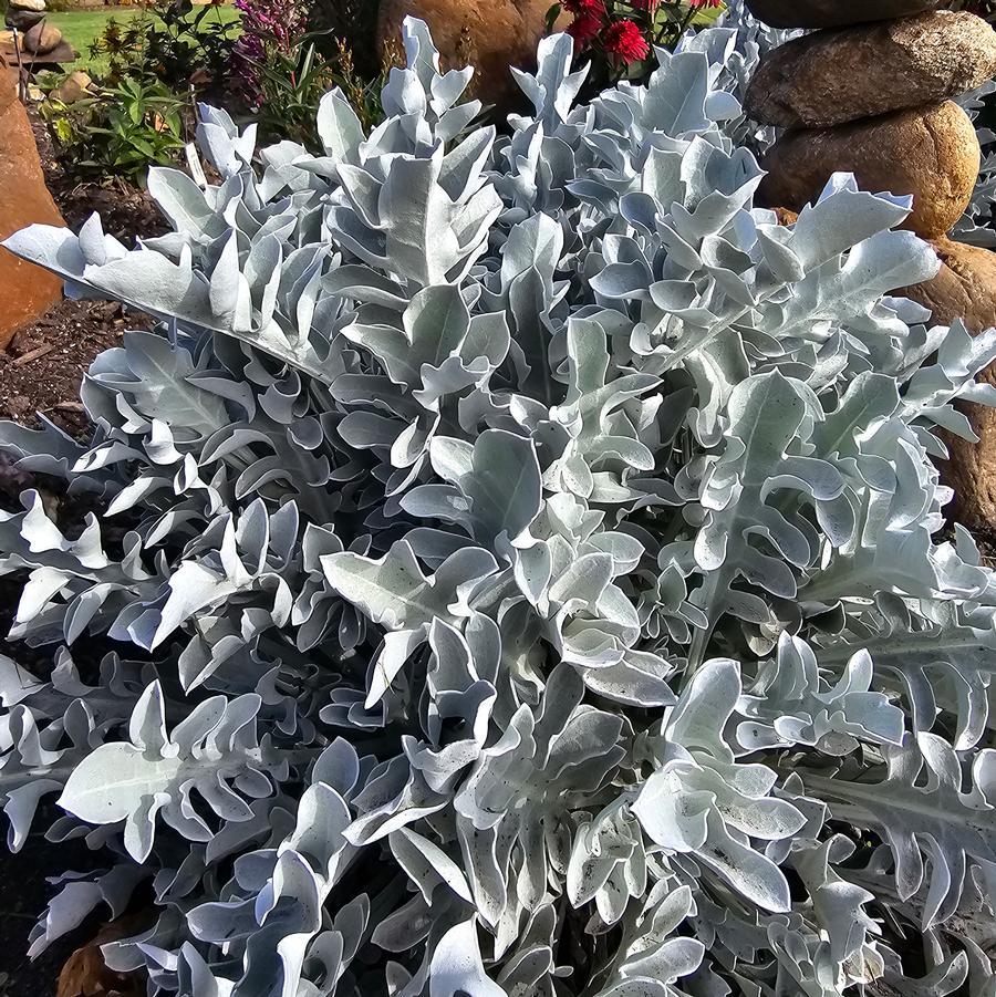 G6522 Centaurea Ragusina Silver Swirl 9 Cd893589 C2fd 49f2 B2e2 799ee74caabe from www redcrocus com