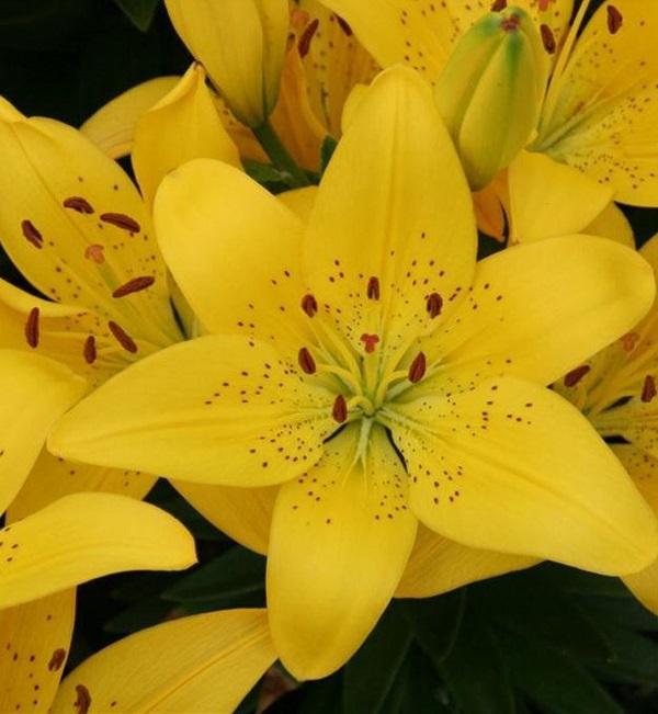 G6523 Lilium Asiaticum Golden Matrix 10 11c23daf 98f1 4440 B5fa 23ab223a652e from www redcrocus com
