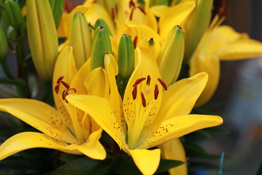 G6523 Lilium Asiaticum Golden Matrix 11 Bc2f58fd 93ab 49d4 B787 578bddcaa872 from www redcrocus com