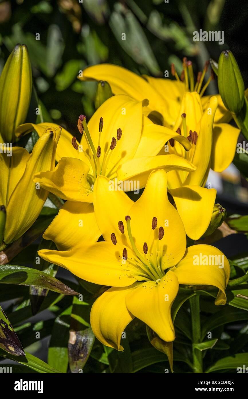 G6523 Lilium Asiaticum Golden Matrix 12 8aab6411 2b1a 4fdd 9cb2 C2cb3bf314cd from www redcrocus com