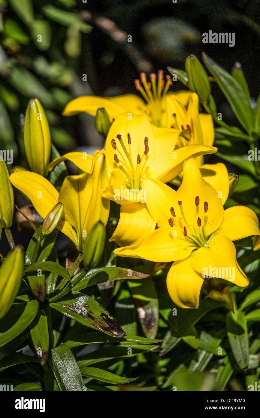 G6523 Lilium Asiaticum Golden Matrix 13 07c52724 78d4 4d33 971a Cb209d051afd from www redcrocus com